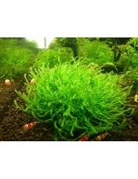 Attēlu rezultāti vaicājumam “Blepharostoma trichophyllum”