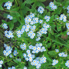 Attēlu rezultāti vaicājumam “Myosotis”