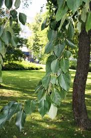 Attēlu rezultāti vaicājumam “Populus laurifolia”