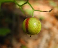 Attēlu rezultāti vaicājumam “Maianthemum bifolium fruit”