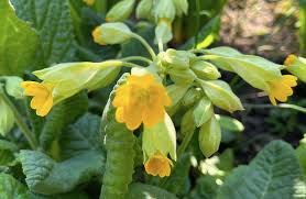 Image result for Schlüsselblumen