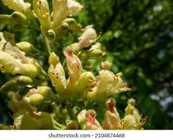 Attēlu rezultāti vaicājumam “Aesculus flava bud”