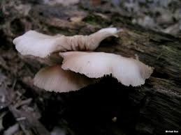 Attēlu rezultāti vaicājumam “Crepidotus applanatus”