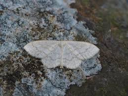 Attēlu rezultāti vaicājumam “Scopula floslactata”