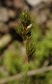 Attēlu rezultāti vaicājumam “Carex leporina”