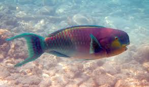 Image result for Chlorurus gibbus