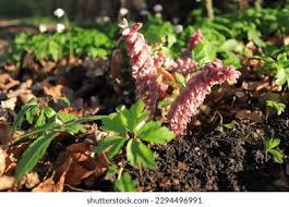 Attēlu rezultāti vaicājumam “Lathraea squamaria flower”