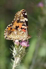 Attēlu rezultāti vaicājumam “Vanessa cardui”