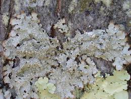 Attēlu rezultāti vaicājumam “Punctelia subrudecta”