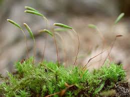 Attēlu rezultāti vaicājumam “Pohlia elongata”