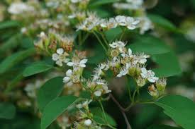 Attēlu rezultāti vaicājumam “Cotoneaster multiflorus leaf”