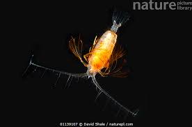 Attēlu rezultāti vaicājumam “Copepoda”