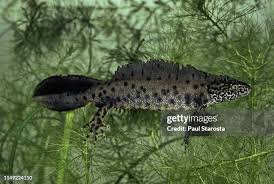 Attēlu rezultāti vaicājumam “Triturus cristatus”