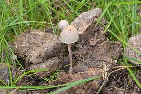 Attēlu rezultāti vaicājumam “Panaeolus papilionaceus”