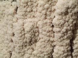 Attēlu rezultāti vaicājumam “Brefeldia maxima”