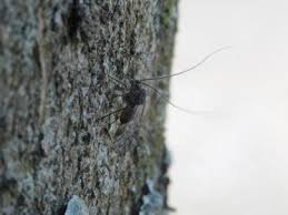 Attēlu rezultāti vaicājumam “Psococerastis gibbosa”