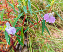 Attēlu rezultāti vaicājumam “Balsaminaceae”