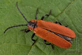 Attēlu rezultāti vaicājumam “Lygistopterus sanguineus”