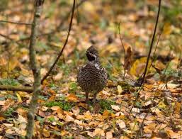 Attēlu rezultāti vaicājumam “Tetrastes bonasia juvenile”