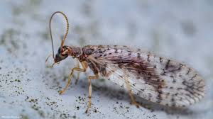 Attēlu rezultāti vaicājumam “Hemerobiidae”