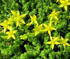 Image result for Sedum acre