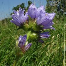 Attēlu rezultāti vaicājumam “Campanula cervicaria bud”