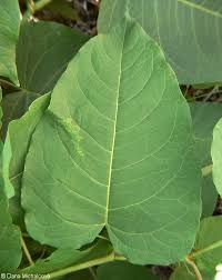 Attēlu rezultāti vaicājumam “Reynoutria sachalinensis leaf”