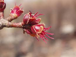 Attēlu rezultāti vaicājumam “Acer saccharinum flower”