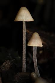 Attēlu rezultāti vaicājumam “Mycena amicta”