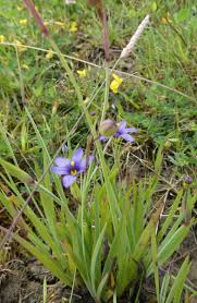 Attēlu rezultāti vaicājumam “Sisyrinchium montanum fruit”