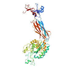 Image result for b%FD%E7ak anatomisi