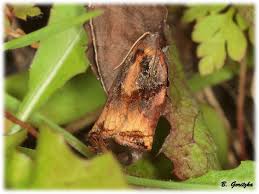 Attēlu rezultāti vaicājumam “Archips podana female”