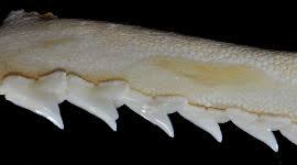 Image result for Rhizoprionodon terraenovae