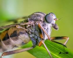 Attēlu rezultāti vaicājumam “Rhagionidae”