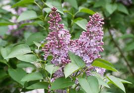 Attēlu rezultāti vaicājumam “Syringa vulgaris flower”