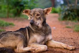 Attēlu rezultāti vaicājumam “Canis lupus familiaris”