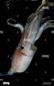 Image result for Dosidicus gigas