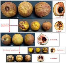 Attēlu rezultāti vaicājumam “Elymus caninus fruit”
