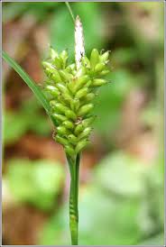 Attēlu rezultāti vaicājumam “Carex pallescens”