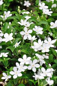 「水蘭」的圖片搜尋結果