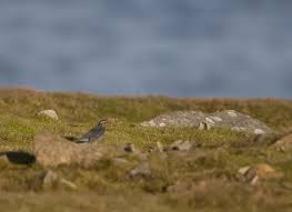 Image result for Zoothera sibirica