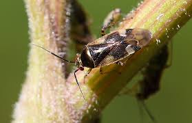 Attēlu rezultāti vaicājumam “Orthops basalis”