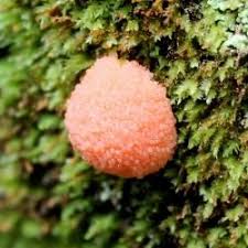 Attēlu rezultāti vaicājumam “Licea chelonoides”