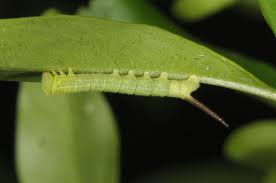 Attēlu rezultāti vaicājumam “Sphinx ligustri larva”