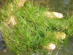 Attēlu rezultāti vaicājumam “Najas minor”