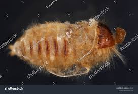 Attēlu rezultāti vaicājumam “Attagenus pellio”