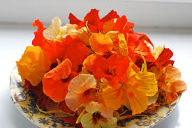 Attēlu rezultāti vaicājumam “Tropaeolum majus fruit”