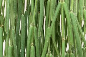 Image result for Alonsoa linearis