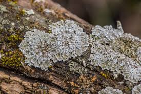 Attēlu rezultāti vaicājumam “Physconia detersa”