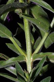 Image result for Lythrum salicaria